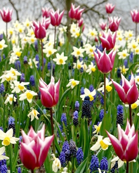 Palette of Spring.jpg